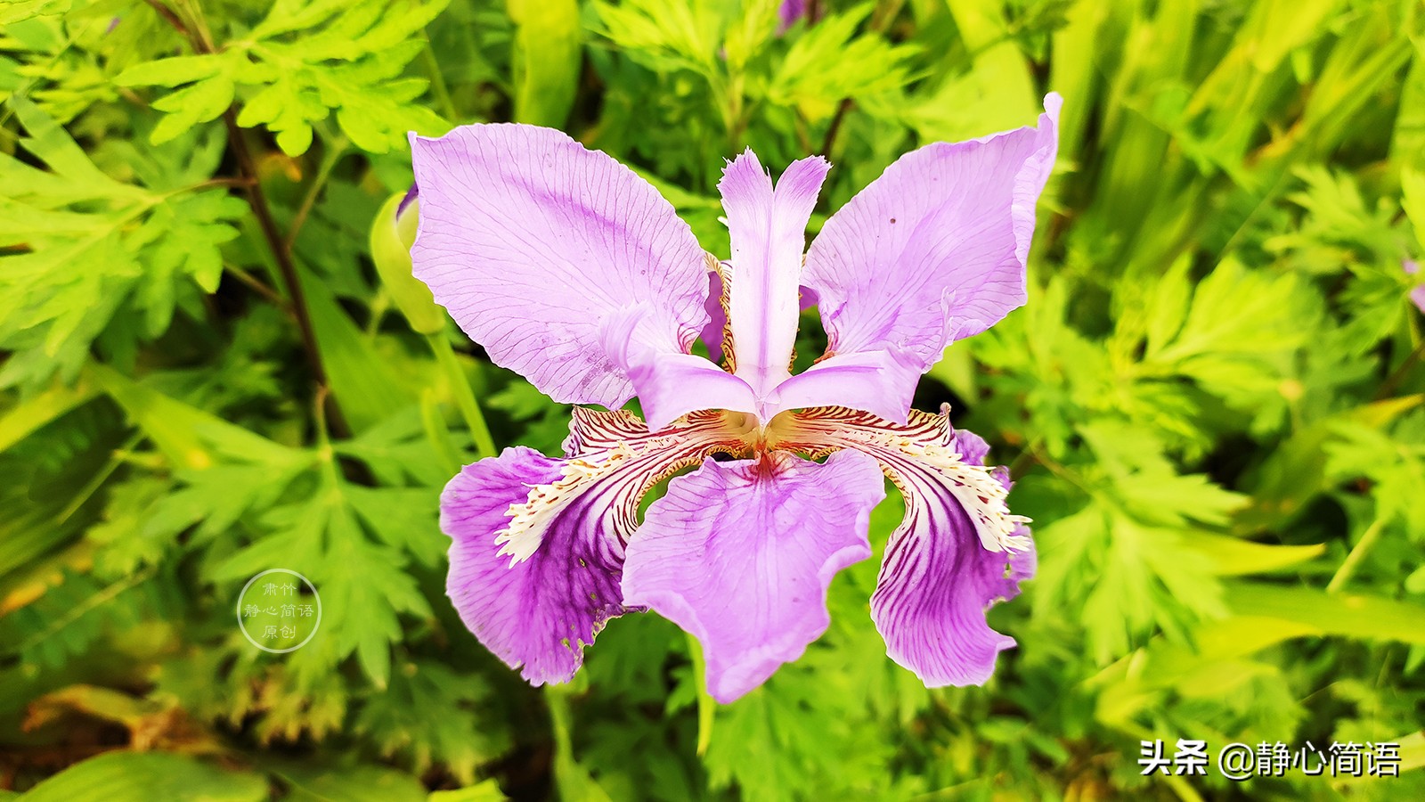 与世无争很难,木秀于林,风必摧之