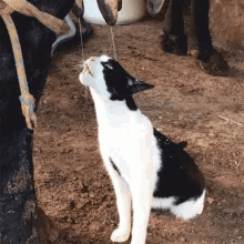 爆肝统计5000个猫名，让所有人都笑死在这些沙雕名字里