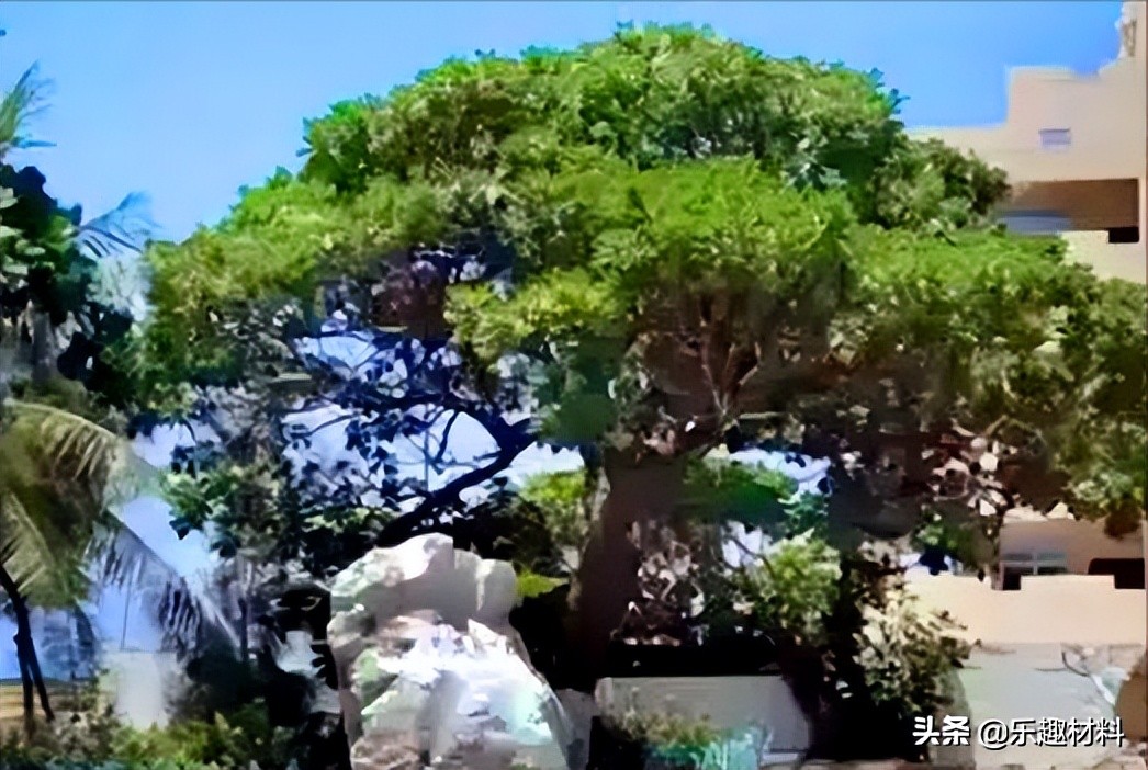 ����벻������ɳ�н����仯���֮�����ջ�̲�����ִ���ɫ�³�