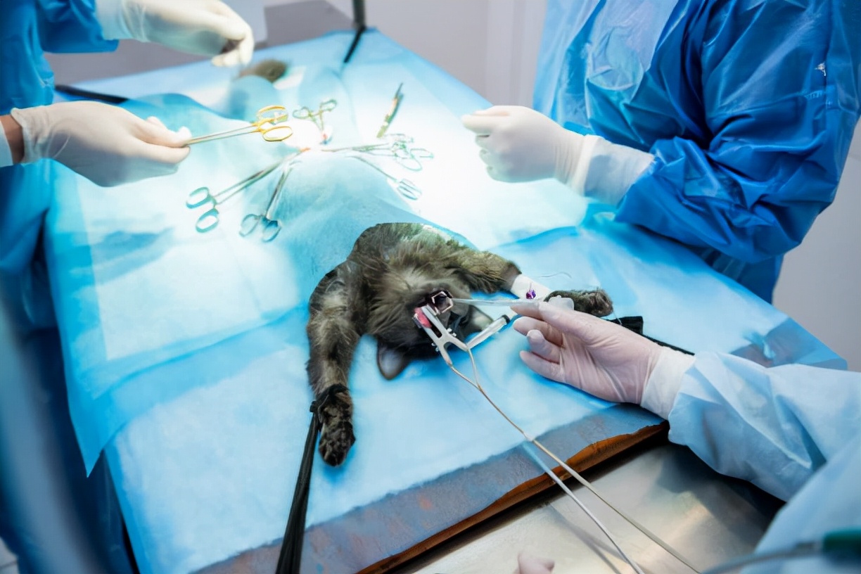猫咪做绝育手术要多少钱(宠物猫绝育手术的误区)