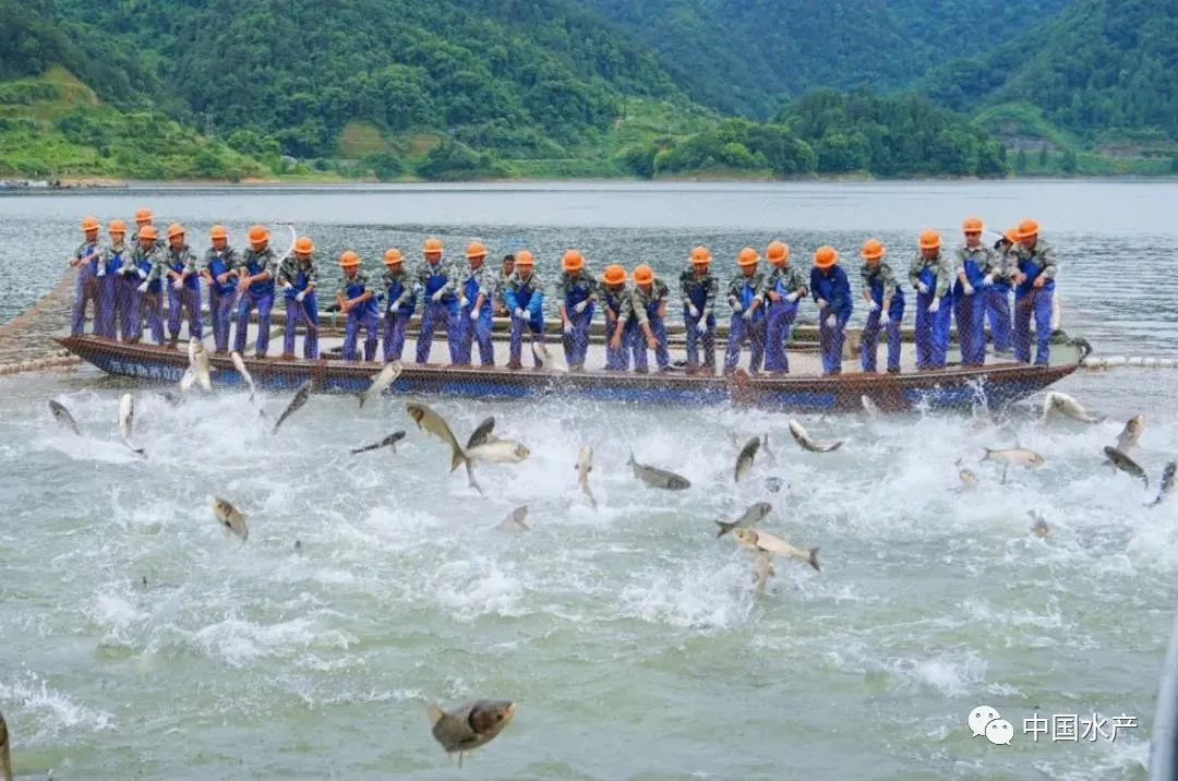 科学认识水产养殖与水环境污染：污染严重是错觉，负面影响被夸大