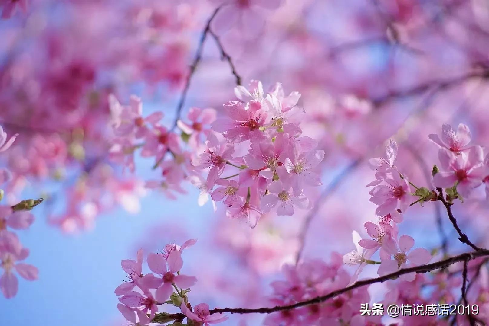 有缘占年华，诗韵伴红尘，樱花烂漫情千年，唯美相遇在此生