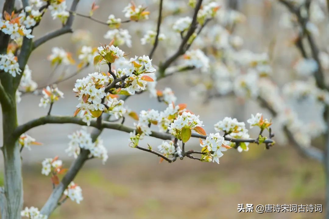 看遍春花，春未老