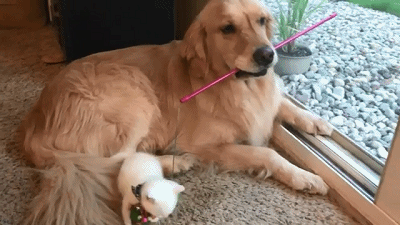 泰迪犬早该失宠了，今年流行养这6种狗，好养又不贵