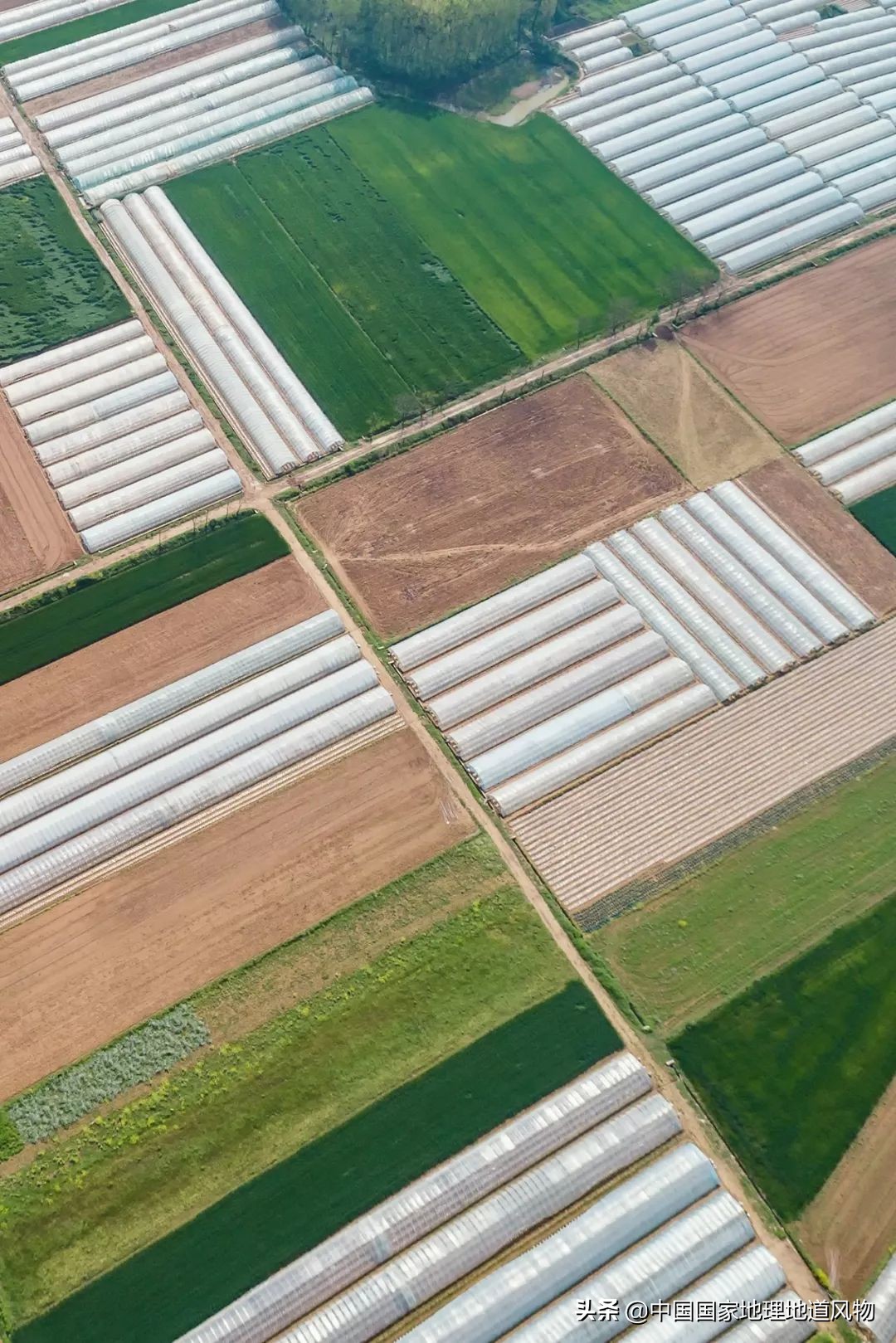 助力蔬菜自由，山东、河南、河北、江苏四省，种菜到底有多猛？