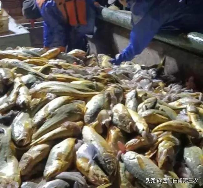 一网捕4900斤卖957万，平均一斤1900元，野生大黄鱼为啥这么贵？