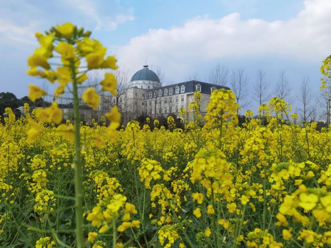 快来看看成都锦城学院的春日美景