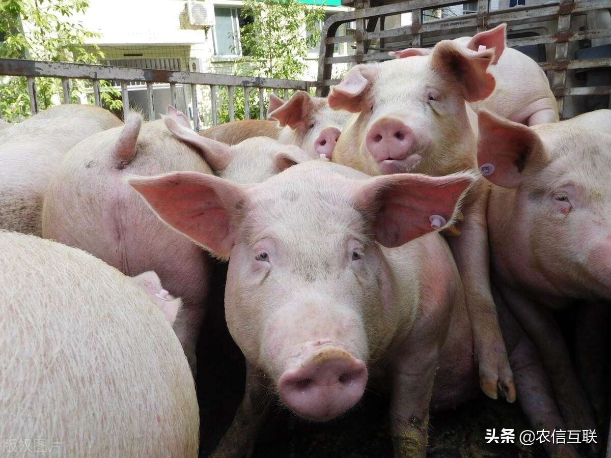 今日猪价行情（屠企压价、猪农挺价，猪市陷入僵局！还能涨吗？）