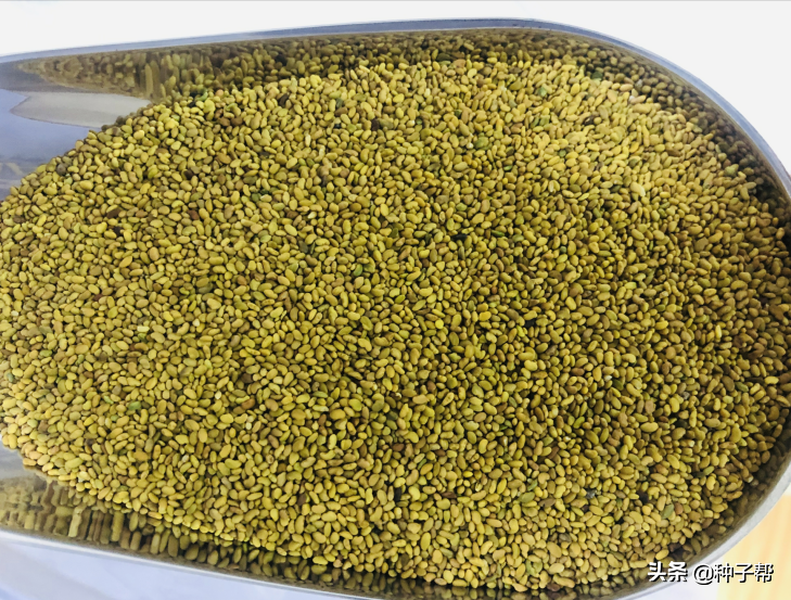 紫花苜蓿哪些品种冬季不休眠 有青草割吗 可以收割几次 天天看点