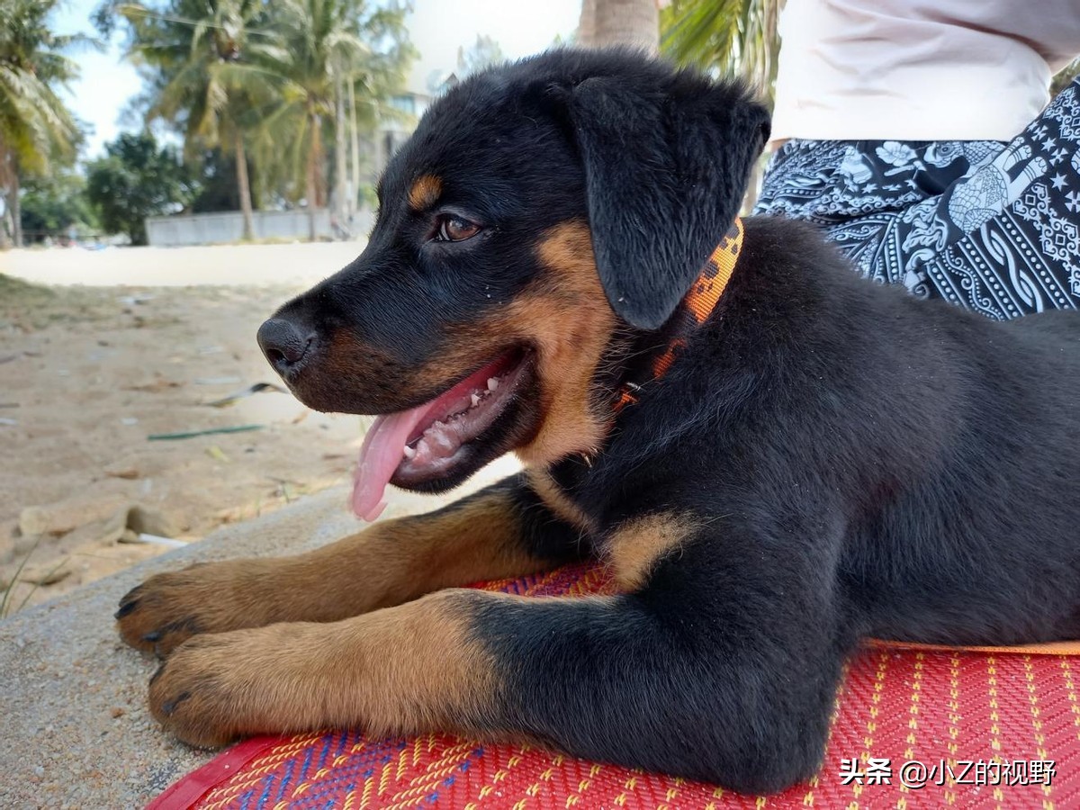 卡斯罗犬图片(五种大型犬，为何有些是禁养的，它们是如何繁育出来的？（二）)