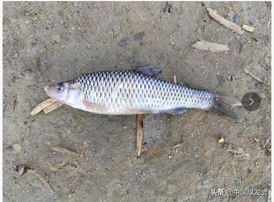 污水偷排水库？呼吁有关部门重视水质监测｜北京沙河湿地公园建设