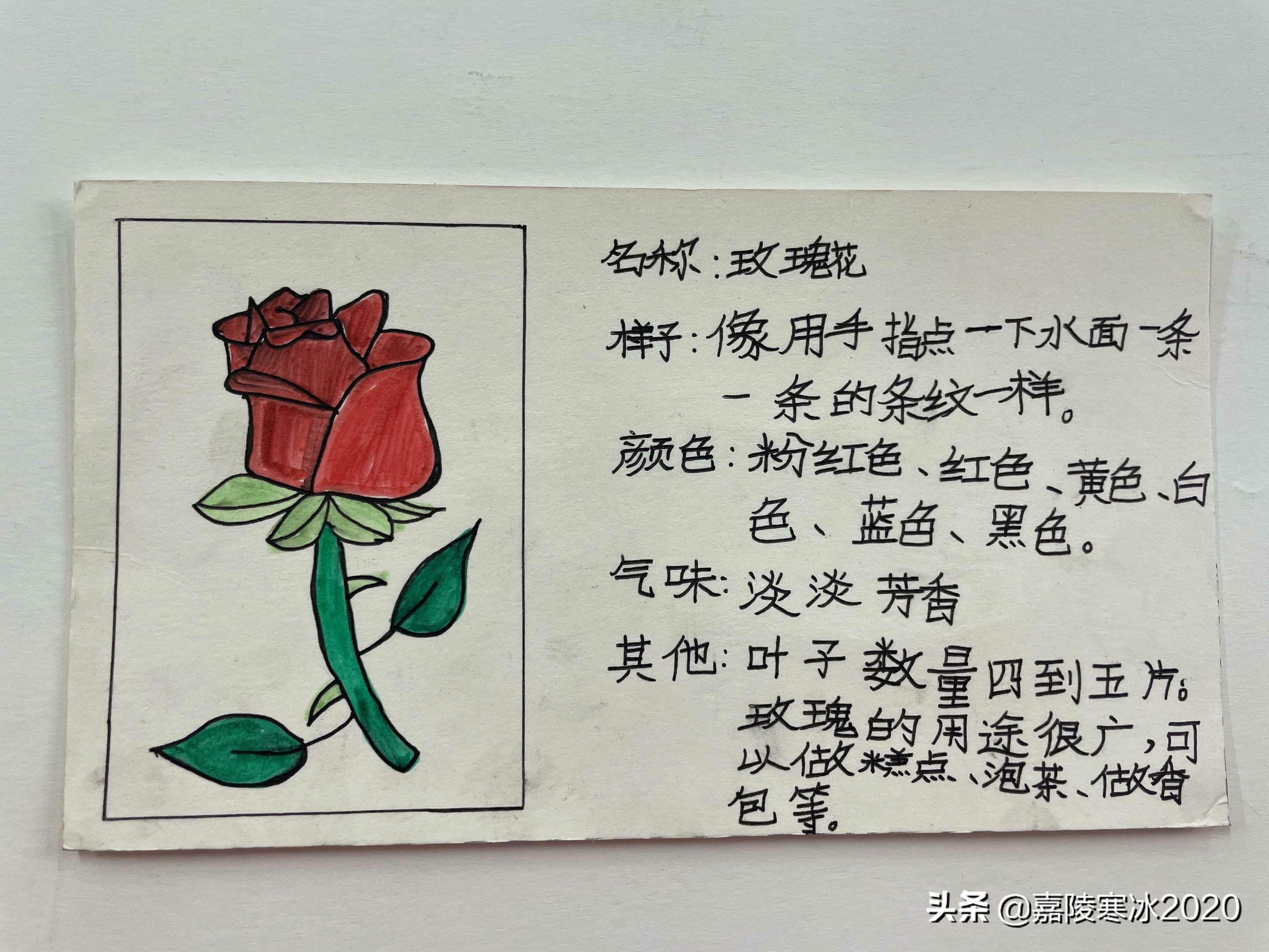 制作《植物记录卡》，见证课后服务班级个性化活动