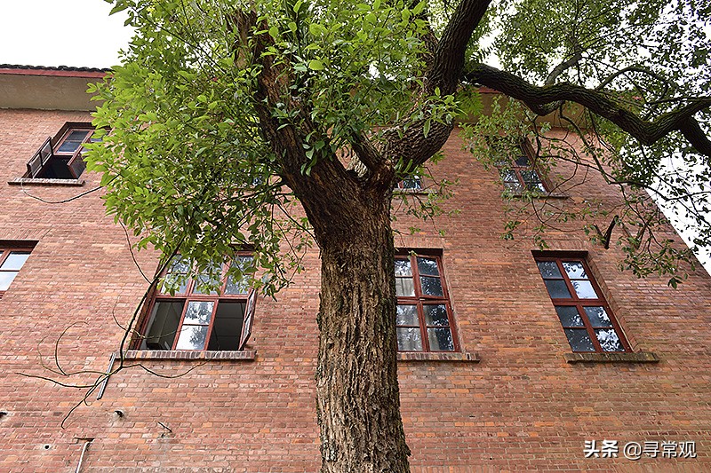 探秘重庆这座消失的“宇宙”大学，到处是荒废的宿舍楼