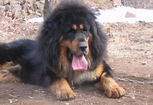 高加索犬与藏獒打架谁厉害?对比分析后藏獒赢面较小