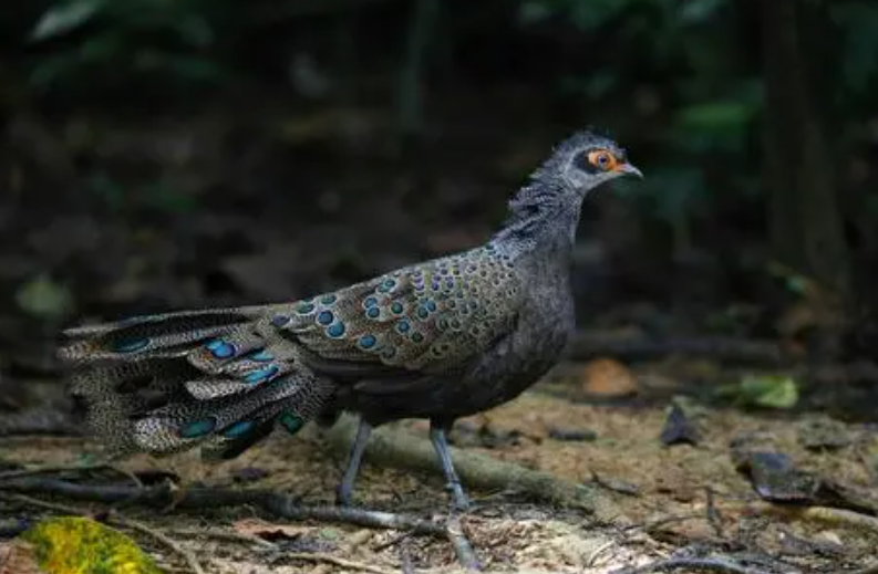 兩種絕美的瀕危鳥類,藍極樂鳥高貴典雅,鳳冠孔雀雉美麗耀眼