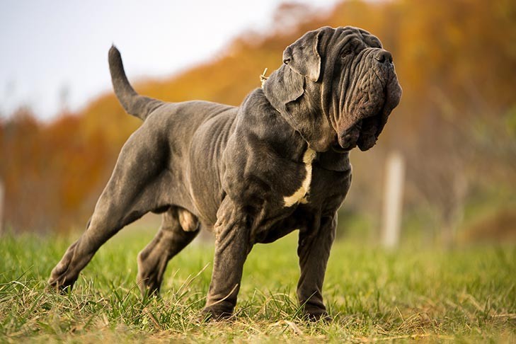 世界上最高大的狗图片(世界大型猛犬排名:最大的犬