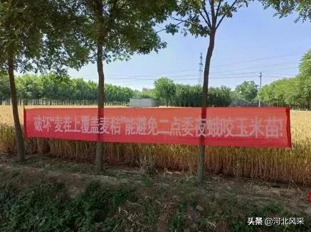 二点委夜蛾研究再创新 生态调控措施普及推广