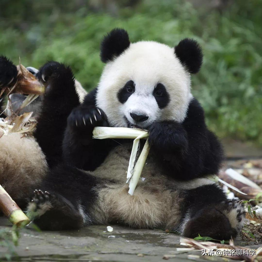 始熊猫图片（大熊猫的祖先是始熊猫主要以肉类为食）