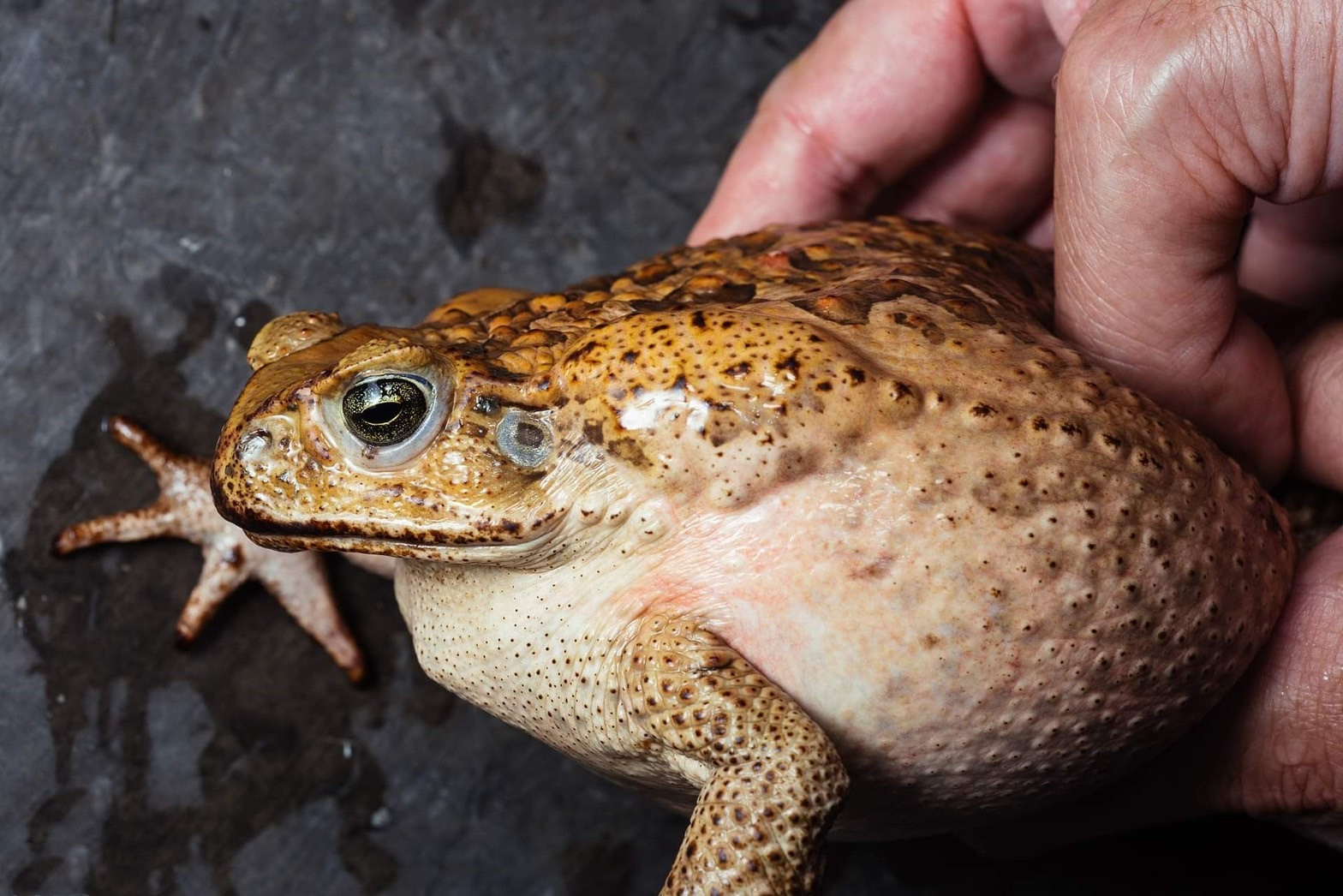野生蟾蜍多少钱一斤(6人抓943只蟾蜍被捕) - 价格百科