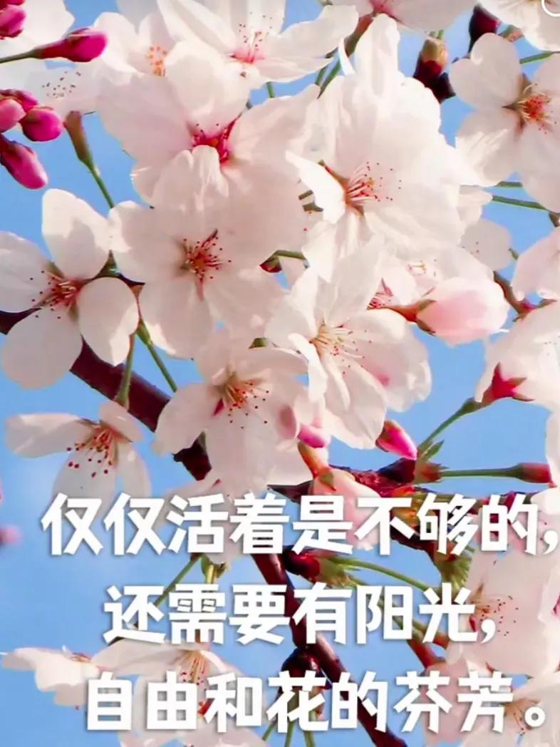 关于花的唯美文案｜你自山河林间来，惊鸿一现百花开