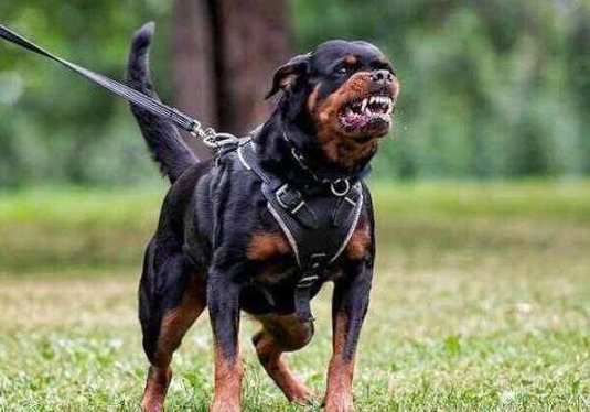 罗威纳犬价格罗威纳犬市场价多少钱一只