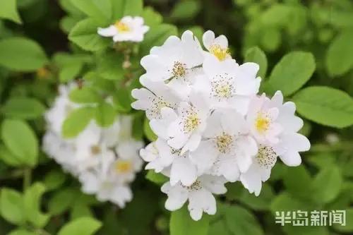 阳光明媚 孔繁敬新诗发表
