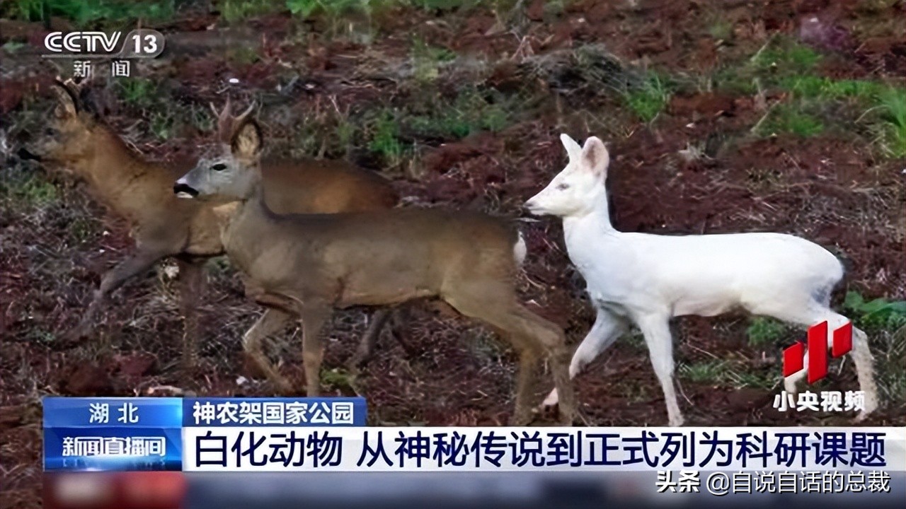 超能力真的存在吗(超级血液，器官再生、百毒不侵，这是人们认为它是仙兽真正的原因)