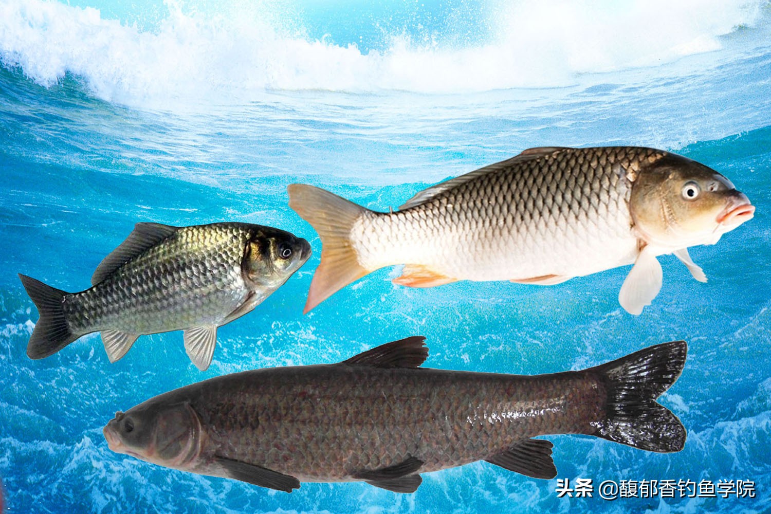 其中鲫鱼和鲤鱼最常见,青鱼,草鱼和鲢鳙是四大家鱼