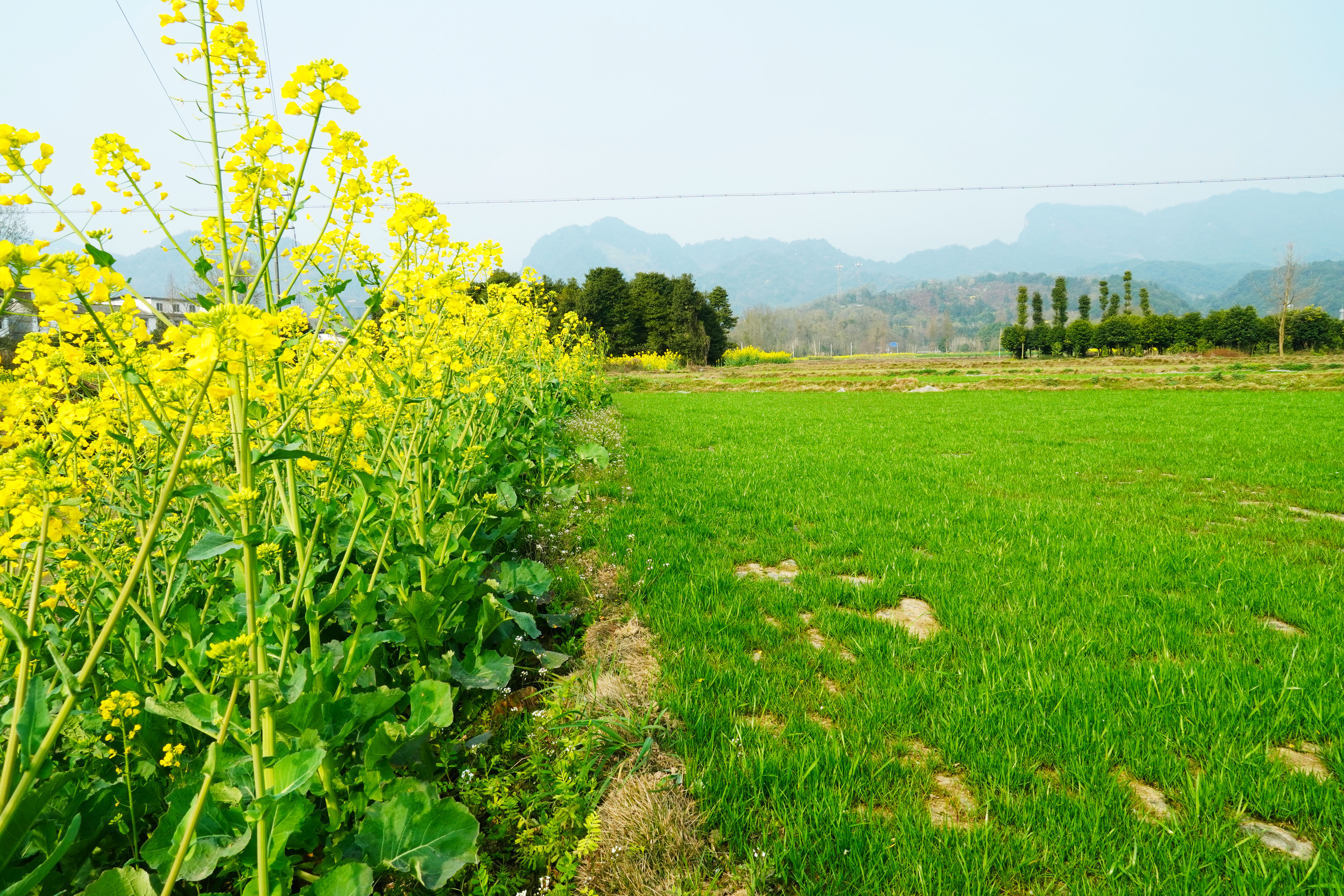 惠风吹拂菜花芳 蝶恋蜂追采蜜忙