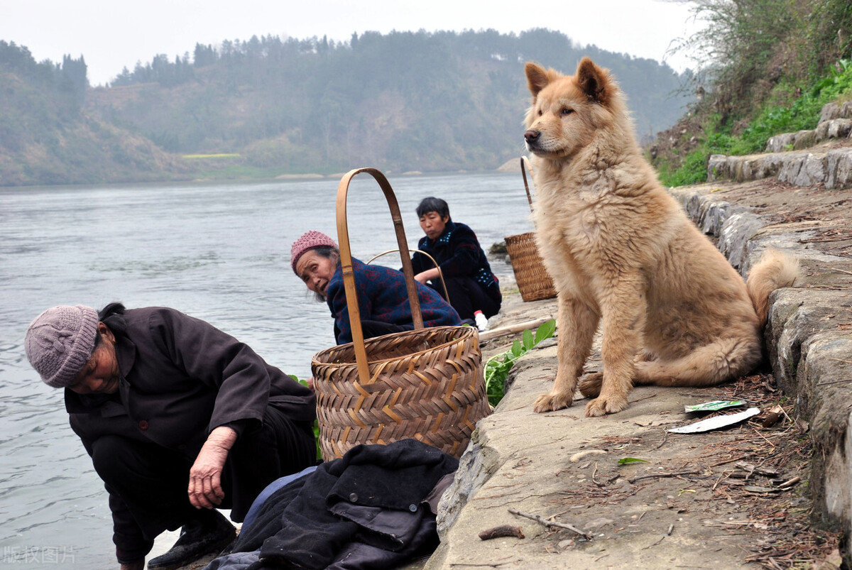 山东一男孩骑羊放羊,潇洒自在让人羡慕,评论区满满的回忆