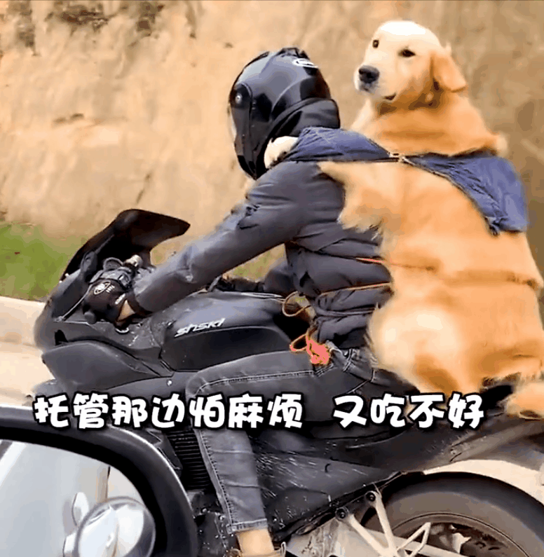 男子带狗骑摩托300多公里回家过年，因怕给人添麻烦，又怕狗狗吃不好