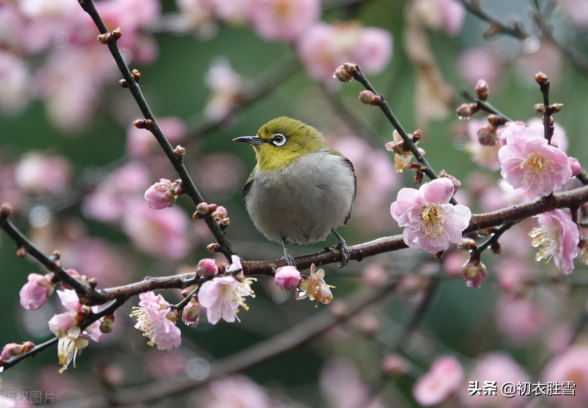 新年感怀哲理美诗六首赏析：年年仍岁岁，故故复新新