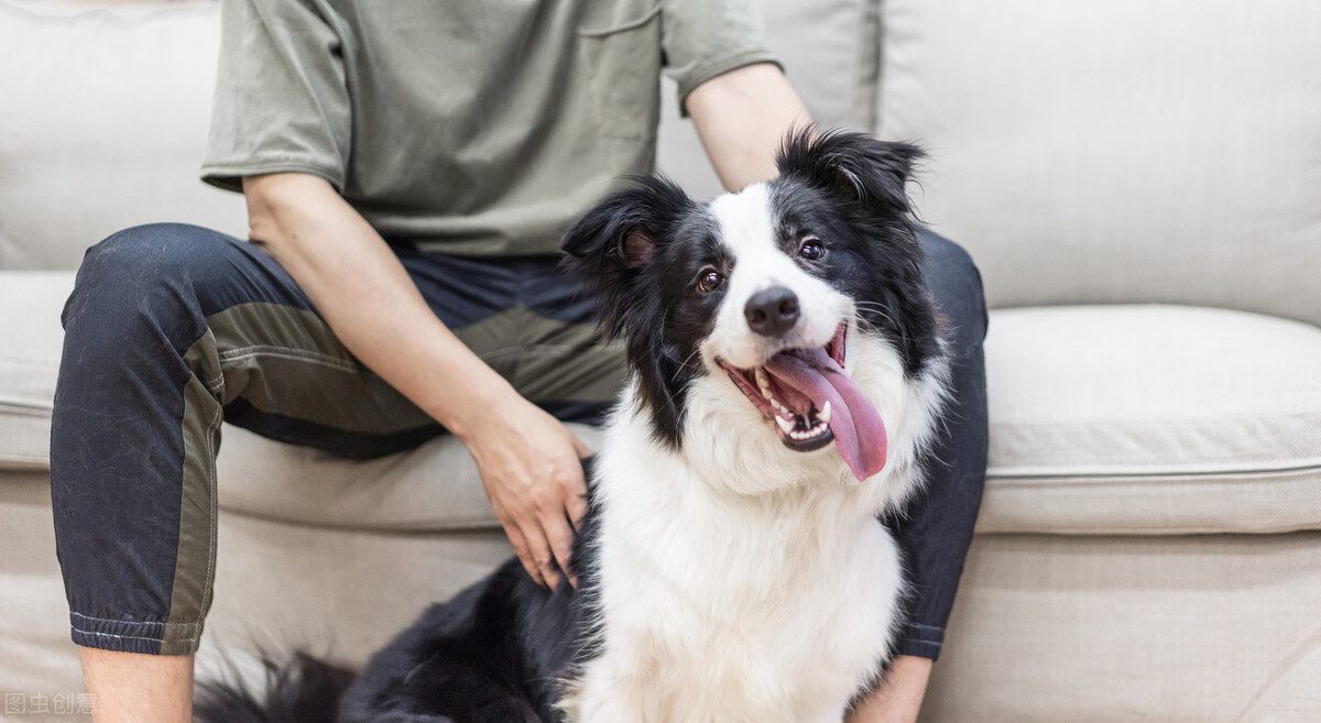 边牧犬的优缺点，看完你能接受吗？