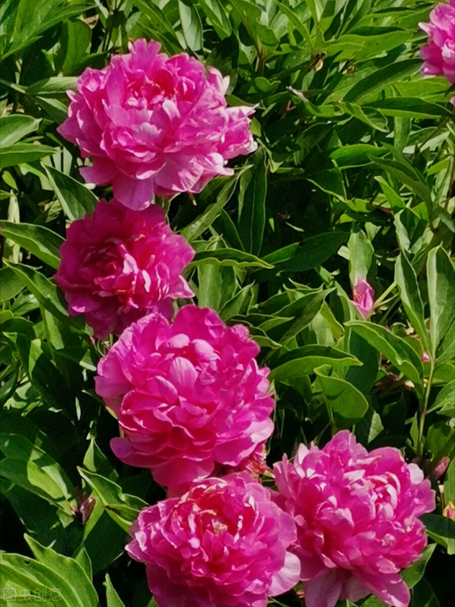 一花一悦一世界，繁花争艳，花迎小年；欢乐开怀，幸福常伴