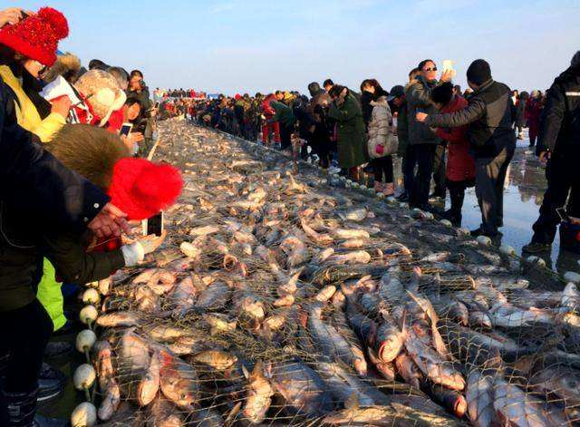 查干湖头鱼拍出2999999元！查干湖年年大丰收，哪来那么多的鱼？