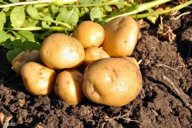 米饭二次加热会“致癌”？医生忠告：这4种食物，最好别二次加热