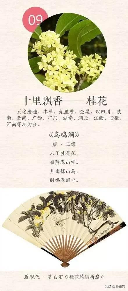 中国十大名花，您都知道吗？