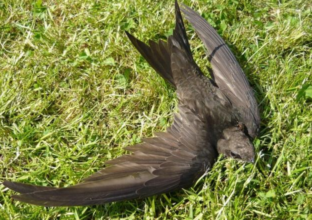 "无脚鸟"雨燕,一生边飞边睡,落地等于死亡,它如何繁衍后代?