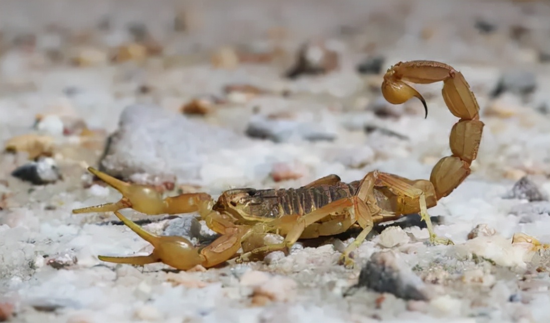 我国蝎子的种类约有15余种,比较有名的有产于山东河北交界处的东全蝎