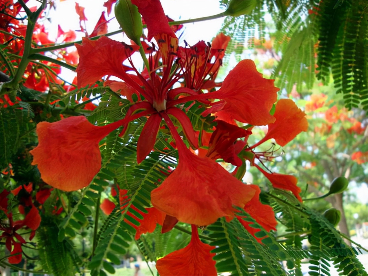 曼陀罗的花语(绿色曼陀罗的花语)-知道啦