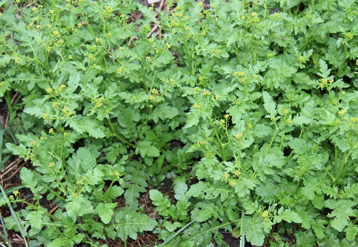 蔊菜:野菜中的另類,吃它非要挑老的,煲湯喝在廣東是道名菜