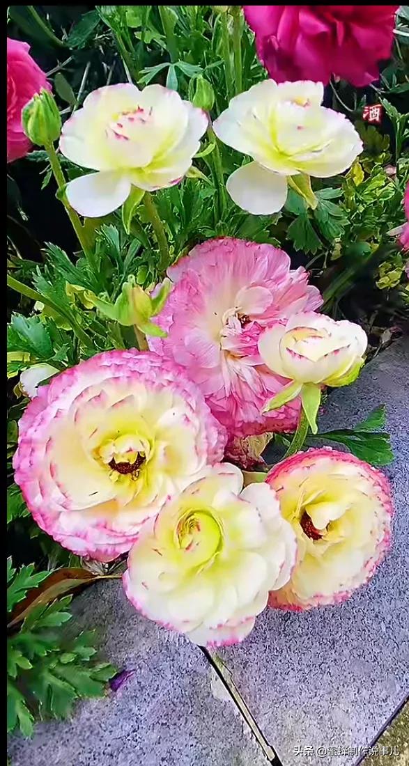 鲜花带来的好心情句子(鲜花带来的好心情句子图片)