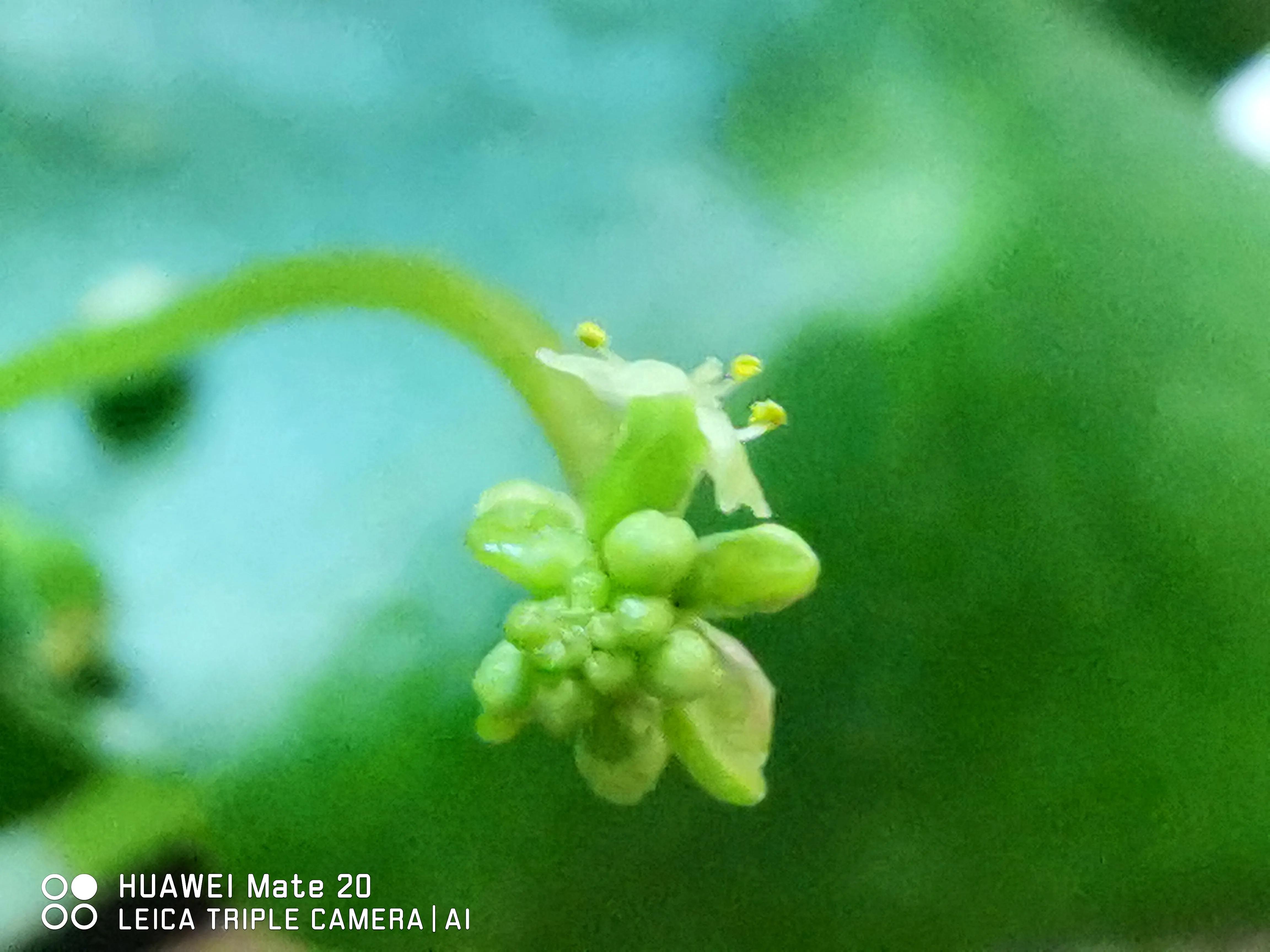 铜钱草（四首）：追求向上亮三观