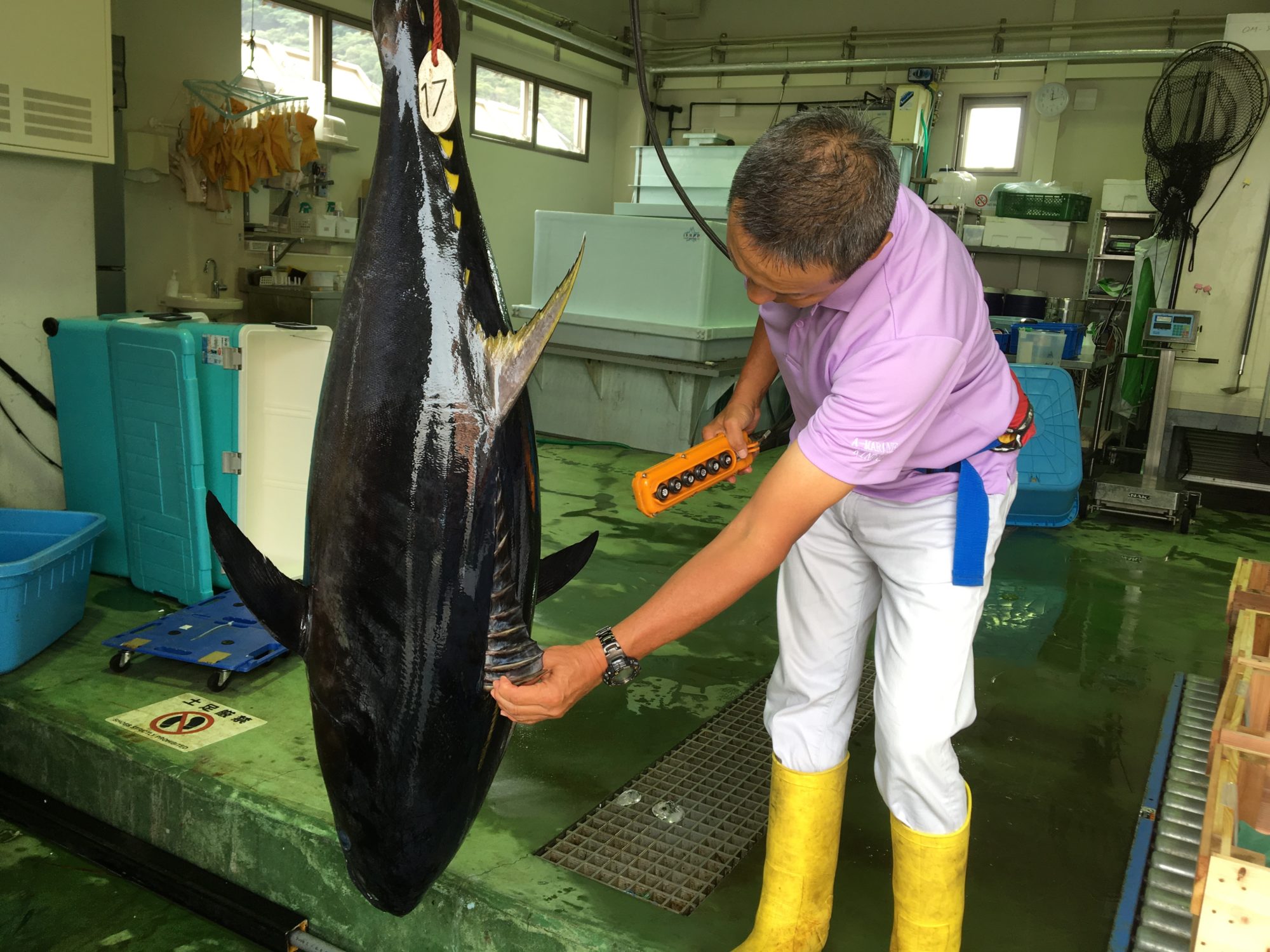 在日本豊洲市場金槍魚拍賣會中,一條重達278公斤的金槍魚之王——藍鰭