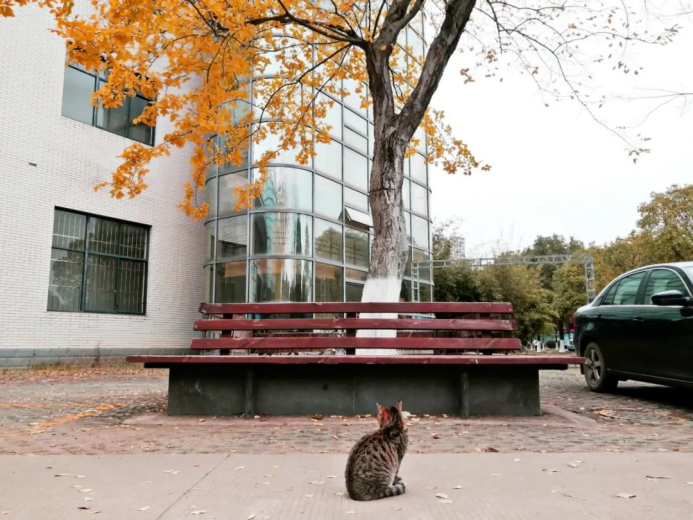 摘金夺银，捧回国家大奖！湖北这所大学实力超群，风格很“百变”