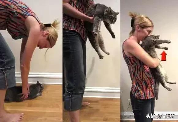 猫咪吃东西噎住,严重可致命!1分钟学会急救方法