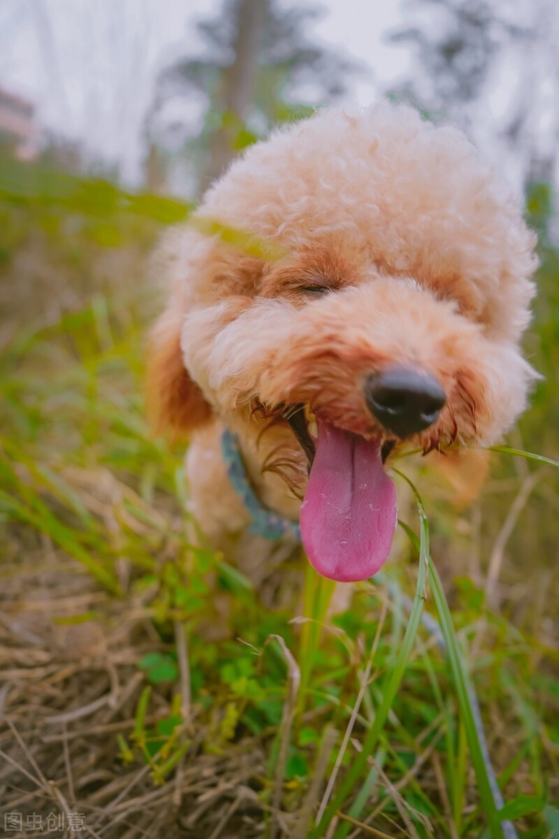 这辈子养一只泰迪犬，真的很值