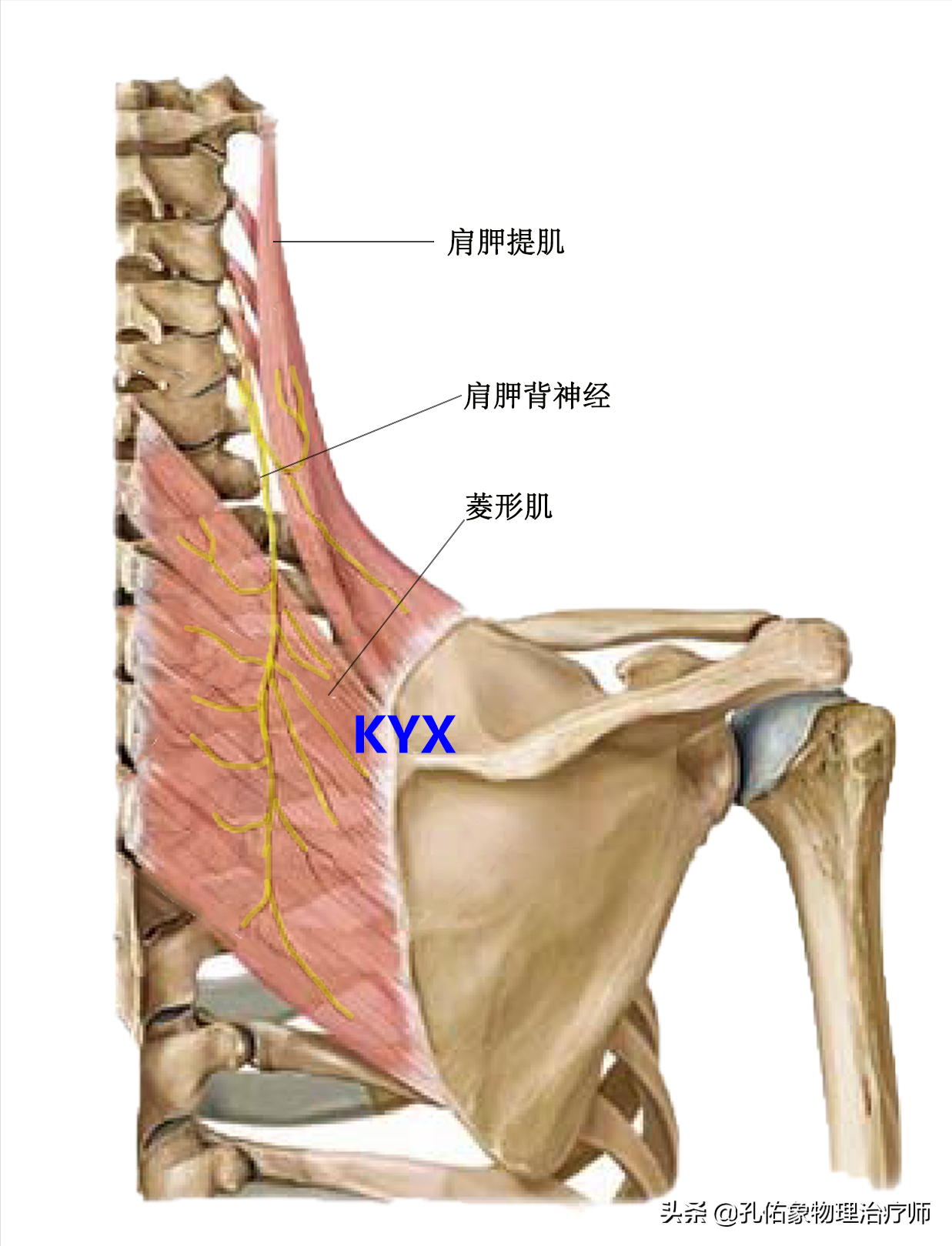 神经必定出现了问题,如下图所示,支配菱形肌的肩胛背神经从颈椎发出来