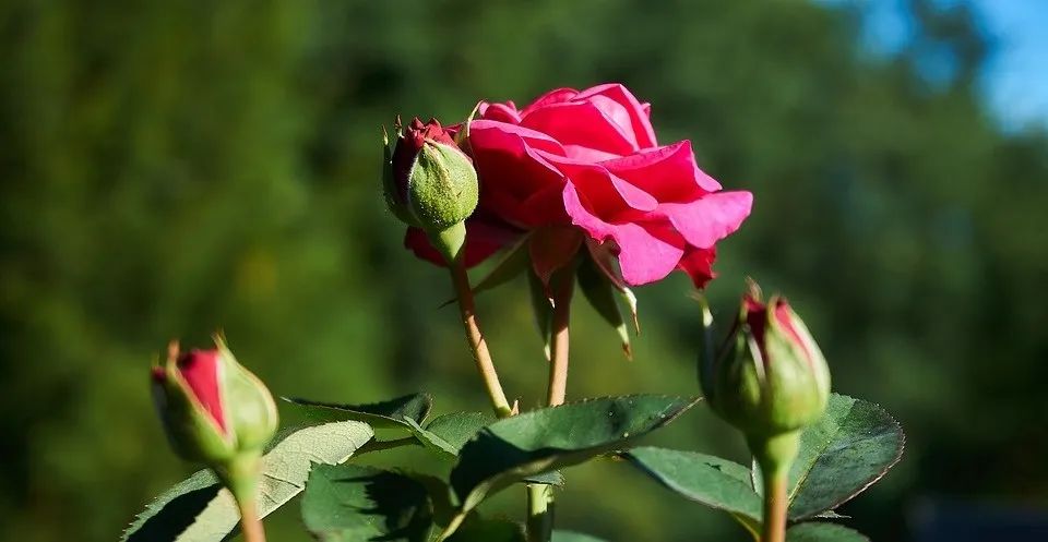 花开河东春来早｜花满闻喜，如画新绛！去看百花盛开的诗和远方！