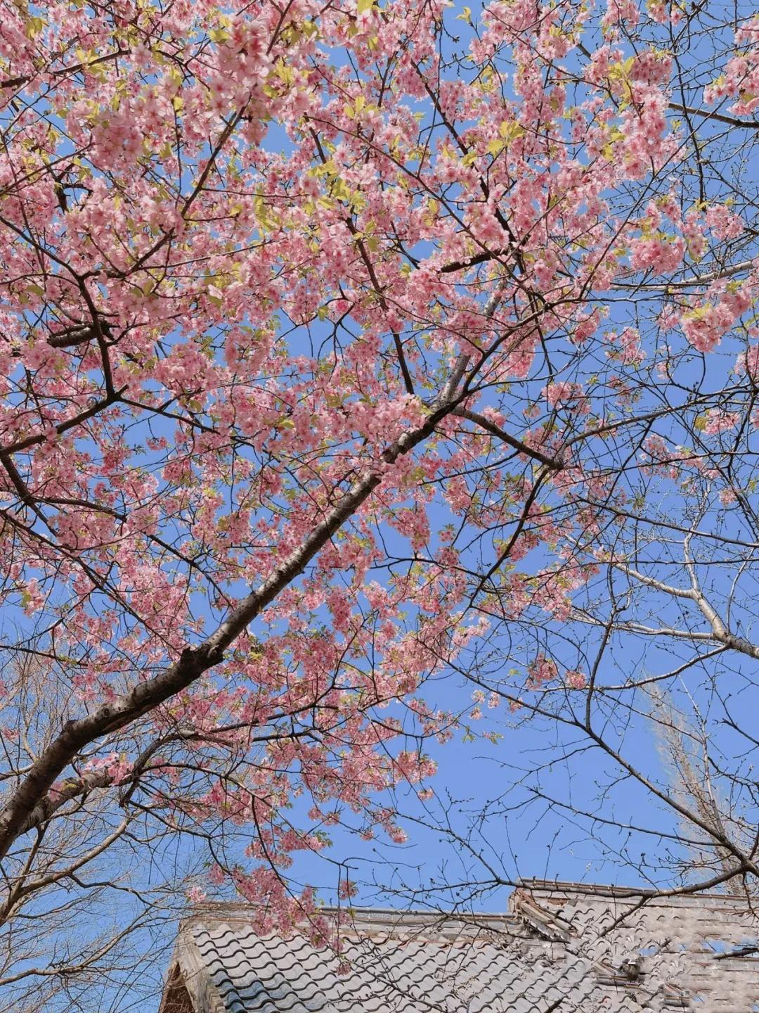 朋友圈? 关于花的浪漫文案 小众且温柔